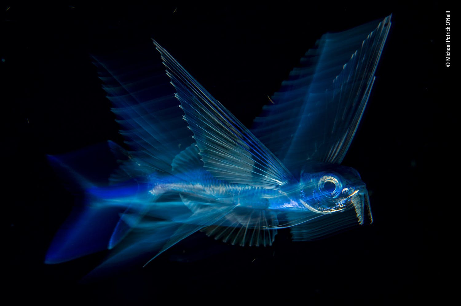 Night flight Wildlife Photographer of the Year 2018